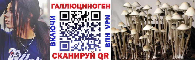 Псилоцибиновые грибы Psilocybe  Купить  Сланцы 